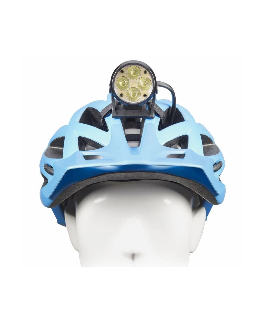 Lupine - Wilma R 14 2 Lupine - Wilma R 14 – Bild 2